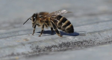 Šedé horské kavkazské plemeno včel: jak chovat a jaká je jeho zvláštnost
