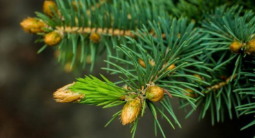 Srbský vánoční strom - nejkrásnější a nejproduktivnější odrůdy