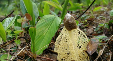 Dvojitá síťovina - neobvyklá a vzácná houba