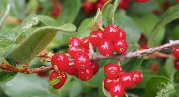 Shepherdia: rysy výsadby a pěstování rakytníku červeného
