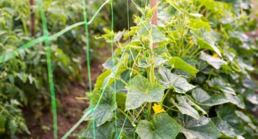 Schéma tvorby a pěstování okurek na mřížoví na otevřeném poli