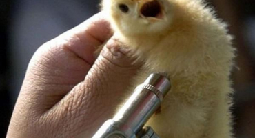 Schéma a pravidla pro vakcinaci kuřat doma, očkovací tabulka