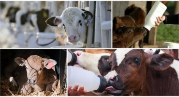 Délka období mléka pro chov telat a dieta