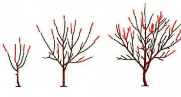 Schéma prořezávání třešní a tvorba stromů, kdy je to lepší a jak to udělat správně