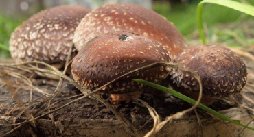 Shiitake: charakteristika houby a způsoby pěstování