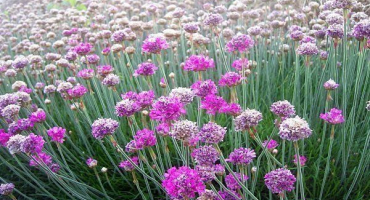 Pažitka - ozdoba každé zahrady