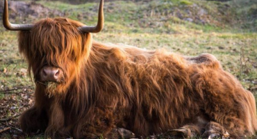 Skotské plemeno krav