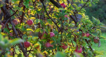 Známka jabloň - přehled odrůd
