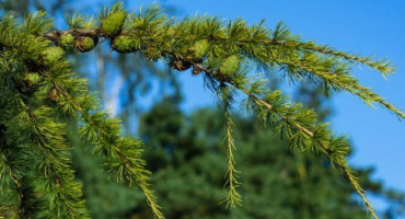 Sibiřský modřín - botanický popis stromu