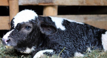 Příznaky a léčba bronchopneumonie u telat