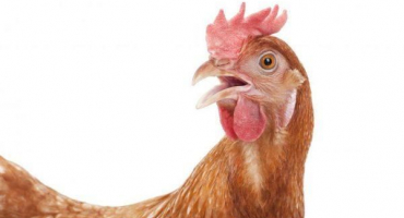 Symptom toho, jaké nemoci je kýchání kuřat a jak zacházet doma