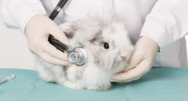 Příznaky chorob dekorativních králíků a jejich léčba