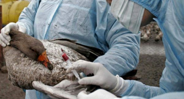 Příznaky a léčba kachní nemoci