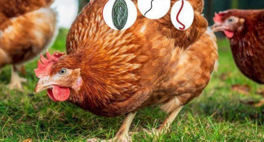 Příznaky červů u kuřat a léčba doma, metody prevence