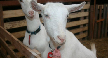 Příznaky a diagnostika brucelózy u koz, metody léčby a prevence