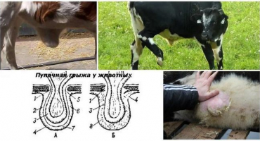 Příznaky a diagnostika lýtkové kýly, co dělat a jak léčit