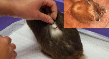 Příznaky a diagnostika lišejníku u králíků, léčba a prevence