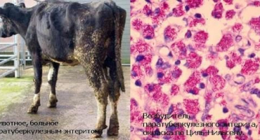 Příznaky a diagnostika paratuberkulózy skotu, návod k léčbě