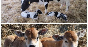 Příznaky a diagnostika křivice u telat, léčba a prevence