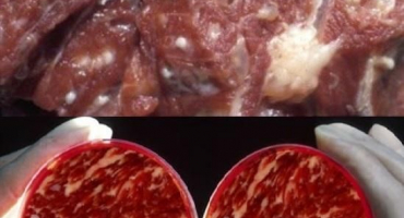 Příznaky a diagnostika trichinelózy u prasat, metody léčby a prevence