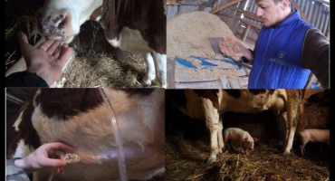 Příznaky a formy jizevnaté tympánie u skotu, domácí léčba