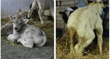 Příznaky a epizootologie virového průjmu u skotu, návod k léčbě