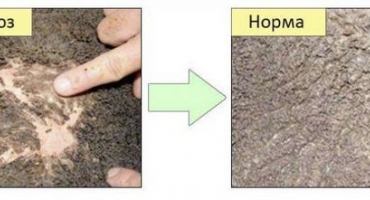 Příznaky a léčba acidózy u krav, příčiny a důsledky pro skot