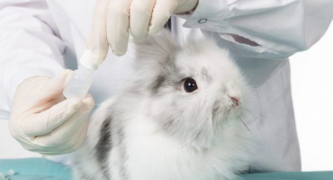 Příznaky a léčba očních onemocnění u králíků
