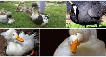 Názvy a popisy plemen černobílých kachen s chocholatou hlavou a jak si vybrat