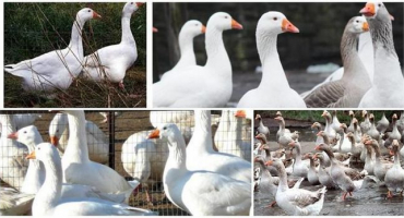 Příznaky a léčba nemocí housat doma