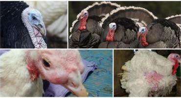 Příznaky a diagnostika sinusitidy u krůt, léčba a prevence rýmy