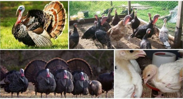 Jaký je rozdíl mezi krůtou a krůtou a metody určování pohlaví v různém věku