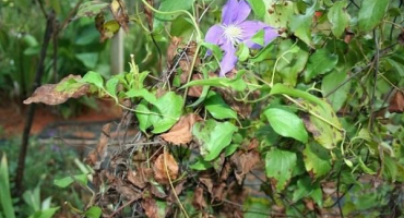 Příznaky a léčba onemocnění plamének, příčiny a jak se jich zbavit