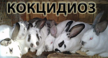 Příznaky a léčba nemocí králíků, jaké nemoci jsou pro člověka nebezpečné