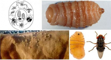 Příznaky a léčba hypodermatózy skotu, preventivní léčba