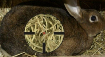 Příznaky a léčba červů u králíků, nejlepší léky a prevence