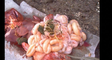 Příznaky a léčba červů u prasat doma s lidovými léky a léky