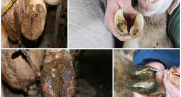 Příznaky a léčba hniloby ovčích paznehtů doma, prevence