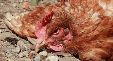 Příznaky a léčba pasteurelózy u domácích kuřat