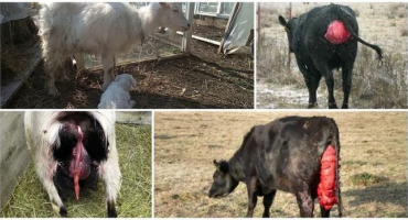 Příznaky a léčba prolapsu dělohy a pochvy u kozy, možné následky