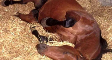 Příznaky a způsoby léčby koliky u koně, co dělat pro první pomoc
