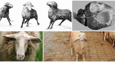 Příznaky a příznaky cenurózy u ovcí, způsoby léčby a prevence