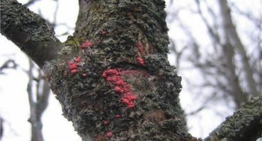 Příznaky a příznaky cytosporózy na jabloni, způsoby léčby a prevence