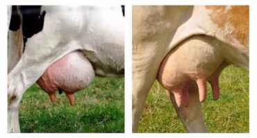 Příznaky zatvrdnutí kravského vemena a léčba doma