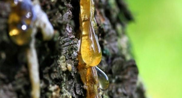 Příznaky toku dásní u broskvoně a způsoby léčby, prevence