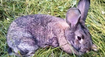 Příznaky kokcidiózy u králíků a léčba doma, prevence