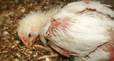 Příznaky kokcidiózy u kuřat a nejlepší léčebné metody, preventivní opatření