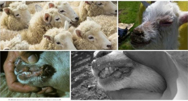 Příznaky nakažlivého ekthymu ovcí a virový patogen, jak léčit