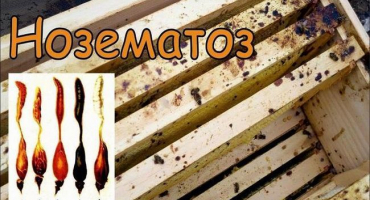 Příznaky nosematózy u včel a způsoby léčby onemocnění, prevence