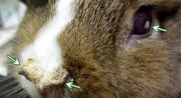 Příznaky pasteurelózy u králíků, způsoby léčby a způsoby prevence